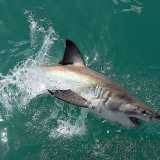 Lo squalo bianco (Carcharodon carcharias). Foto by Sharkcrew